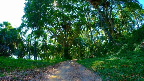 Path in the tropical forest Stock Footage 121288737