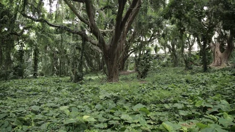 Off the path tropical forest Hawaii Stock Footage 90961003