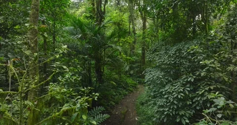 Path in tropical forest with lots of trees and leaves Stock Footage 310322612