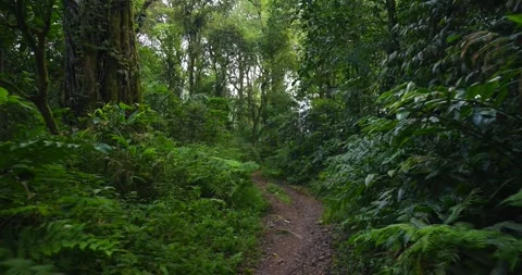 Path in tropical forest with lots of trees and leaves Stock Footage 310322739