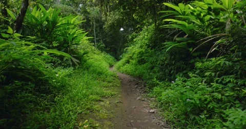 Path in tropical forest with lots of trees and leaves Stock Footage 310322907