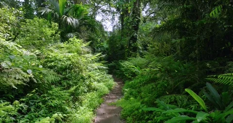 Path in tropical forest with lots of trees and leaves Stock Footage 310323311