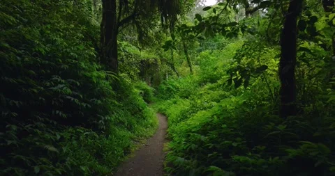Path in tropical forest with lots of trees and leaves Stock Footage 310386297