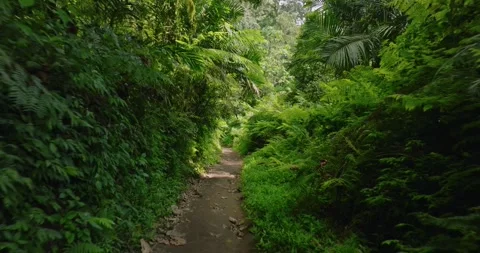 Path in tropical forest with lots of trees and leaves Stock Footage 310401420