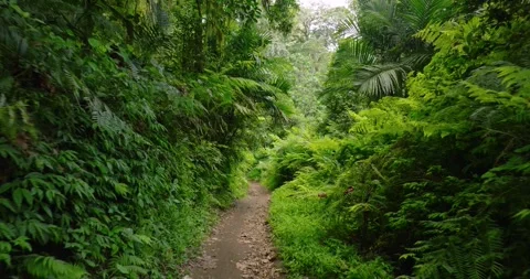Path in tropical forest with lots of trees and leaves Stock Footage 310401729