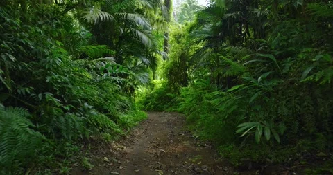 Path in tropical forest with lots of trees and leaves Stock Footage 310401810