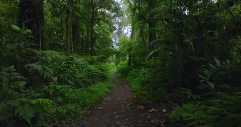 Path in tropical forest with lots of trees and leaves Stock Footage 310402065