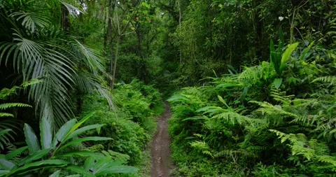Path in tropical forest with lots of trees and leaves Stock Footage 310437356