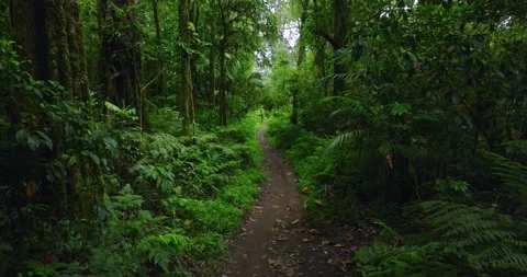Path in tropical forest with lots of trees and leaves Stock Footage 310593939