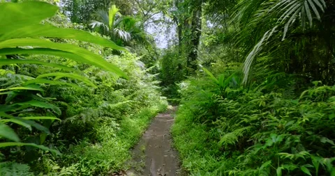 Path in tropical forest with lots of trees and leaves Stock Footage 310646062