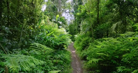 Path in tropical forest with lots of trees and leaves Stock Footage 310809338