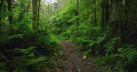 Path in tropical forest with lots of trees and leaves Stock Footage 311146730