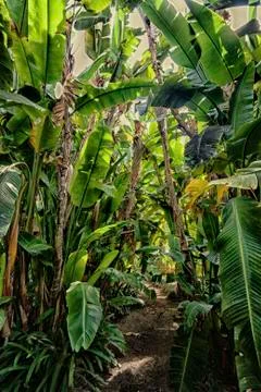 Path in tropical forest Stock Photos