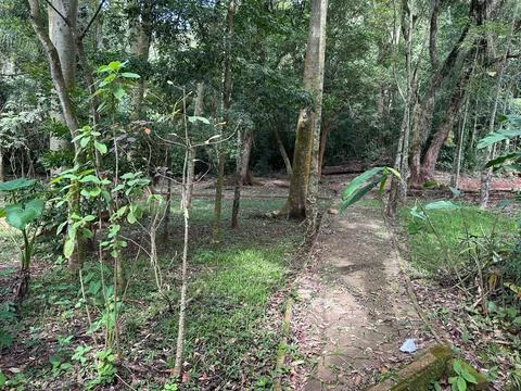 Path in the Tropical Forest Stock Photos