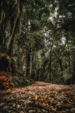 Path in tropical forest, viewed from ground level Stock Photos