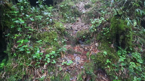 Path in a tropical jungle in a mountain area Cameron Highlands in Malaysia. Stock Footage 48108950