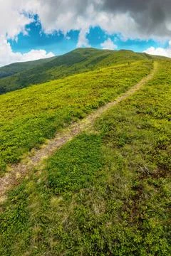 Path trough alpine meadow Foto stock
