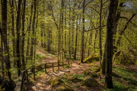 Path trough the beech forest in Larvik, Norway. Fagus sylvatica Stock Photos