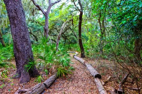 Path trough the Central Florida woods Stock Photos