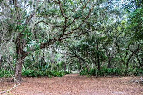 Path trough the Central Florida woods Stock Photos