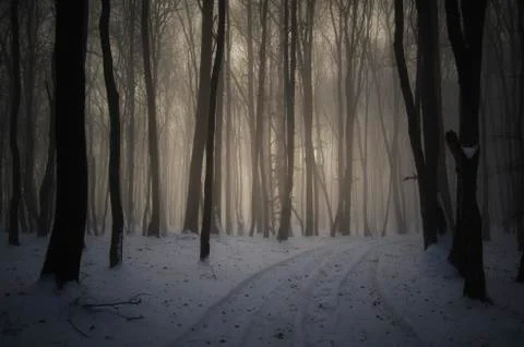 Path trough dark mysterious winter forest with snow Stock Photos