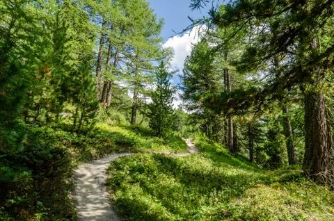 Path trough the forrest Stock Photos