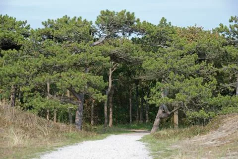 Path trough pine forest Texel Stock Photos
