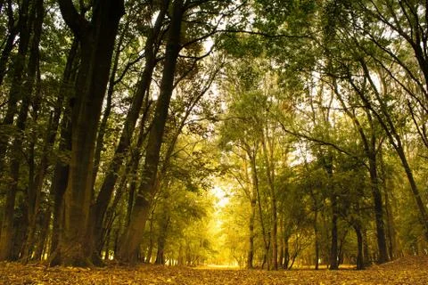 Path trought the forest Stock Photos