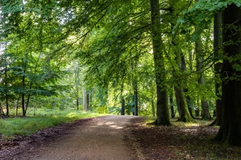 Path under a beech tree in the green forest in Klampenborg, Copenhagen Denmark Stock Photos