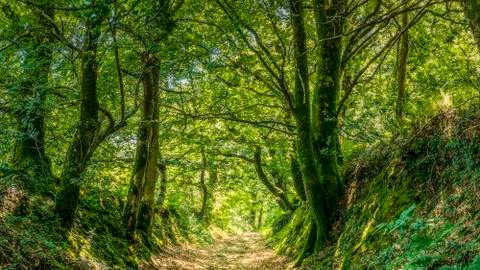 PATH UNDER THE FOREST Stock Photos