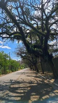Path Under Leafy Trees Stock Photos