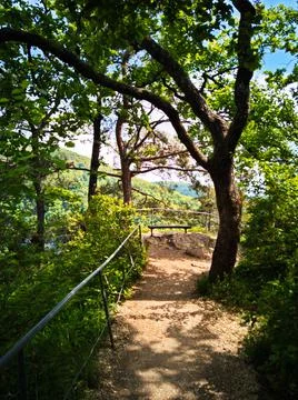 Path under the tree Stock Photos