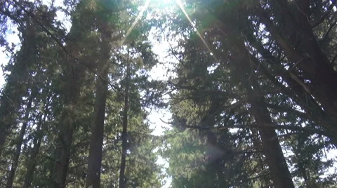 Path Under Trees (1) Stock Footage 42035693