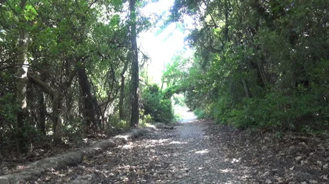 Path Under Trees (2) 動画素材 42038134