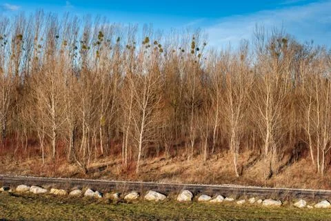 Path under trees Stock Photos