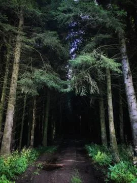 Path into the unknown forest Stock Photos