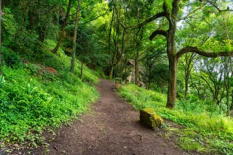 Path uphill through trees and lush forest on Mount Urgull, San Sebastian, Spain. Stock Photos