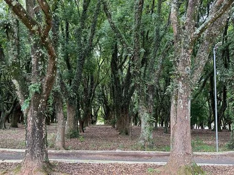 Path of the Verdant Forest Stock Photos
