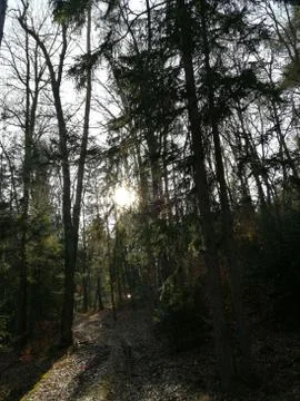 PATH  view ..... SERIE visit after forest cleaning   19. from 20 photos Stock Photos