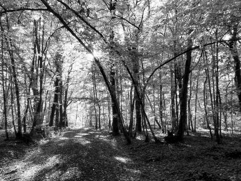 Path VII Stock Photos