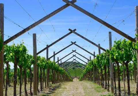 Path in vineyard between lines of vines. Somontano wine region, Aragon, Spain Stock Photos