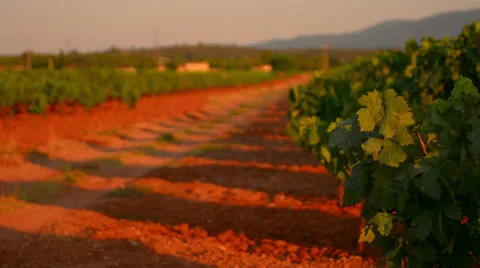 Path in vineyard at sunset provence southern France Stock Footage 54693194