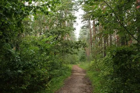 A path for walking in the forest. An overgrown forest road Stock Photos