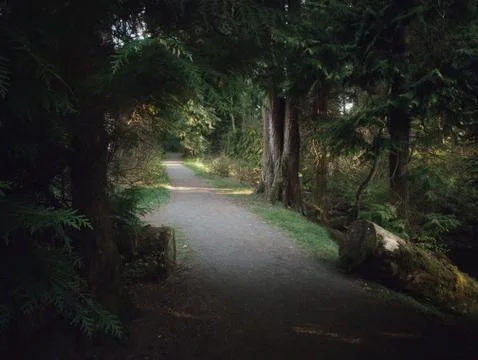 A path for walks or jogging among beautiful larger trees Stock Photos