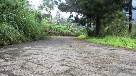 Path way in the garden Stock Footage 149857227