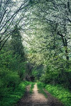 Path way in green grass in spring dark forest. Walking trail in wild forrest Foto stock