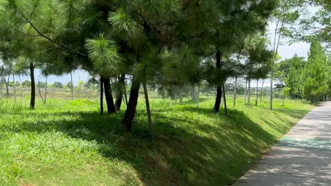Path way with green trees and bushes in the public park Stock Footage 324747942
