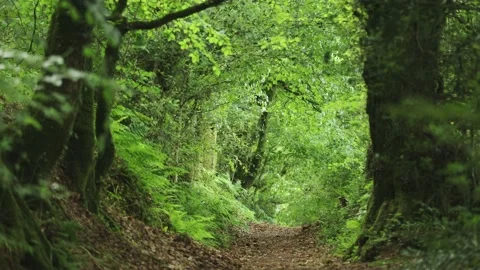 Path way leading through wood land Stock Footage 168089117