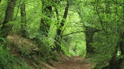 Path way leading through wood land Stock Footage 168089409