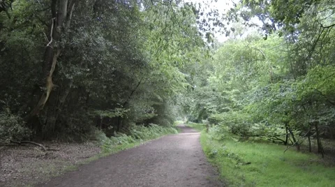 Path Way on Oak Walk Epping Forest Stock Footage 41425737